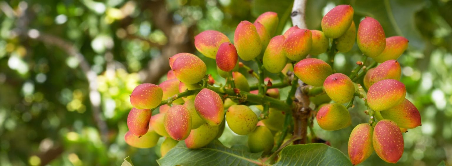 Resources Plant Food Systems