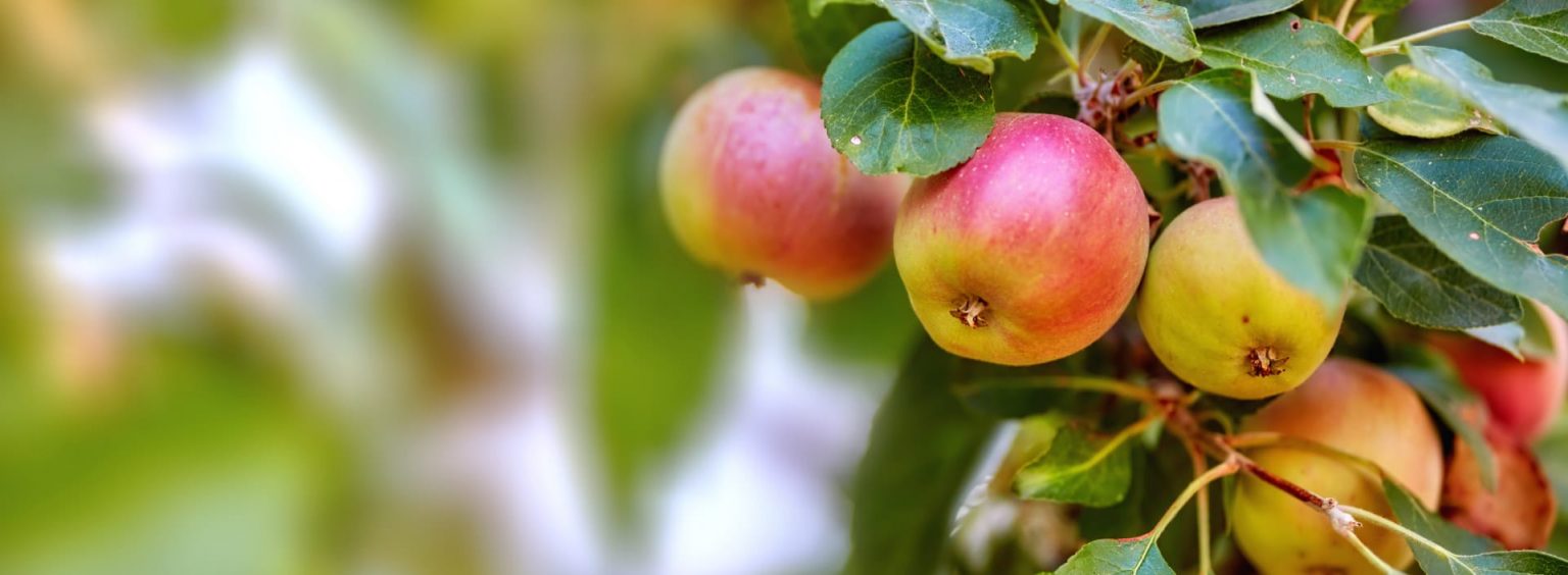 Agriculture Plant Food Systems