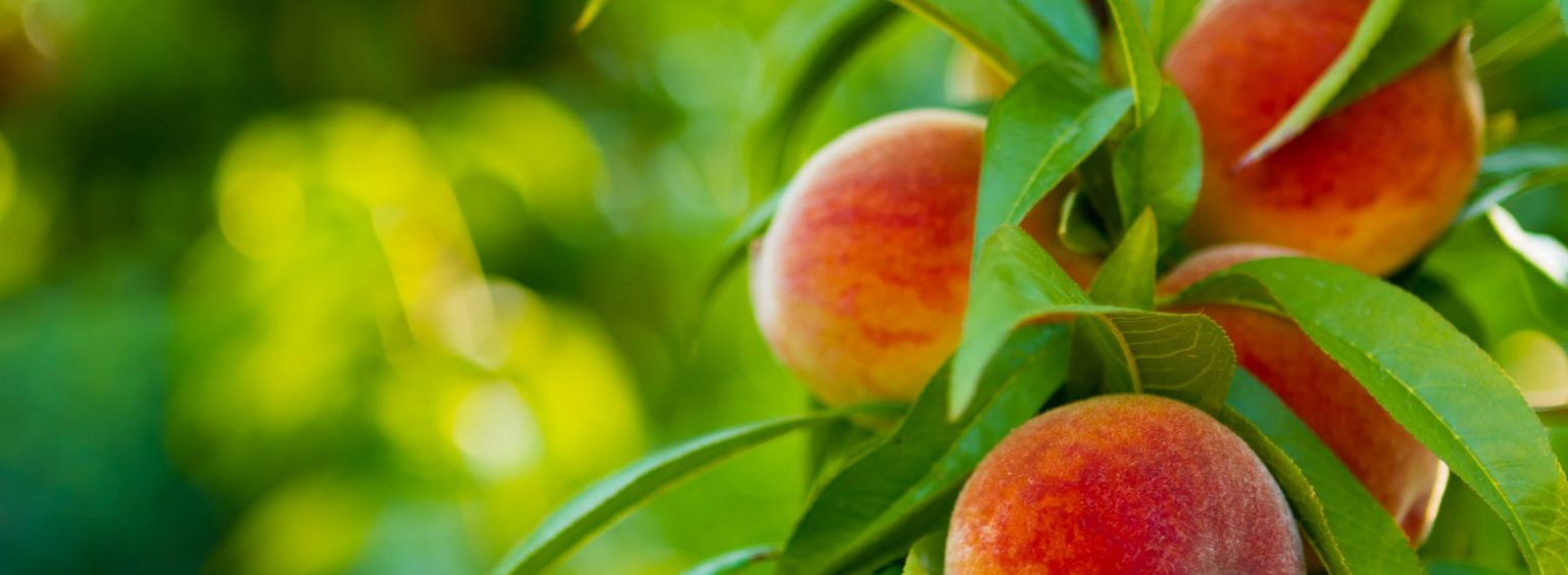 All Products Plant Food Systems