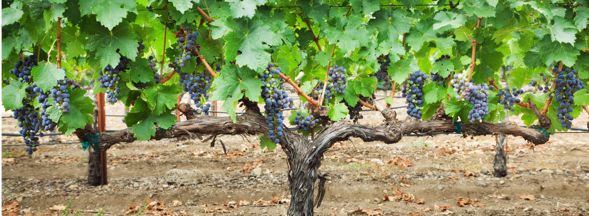 Wine grape in vineyard