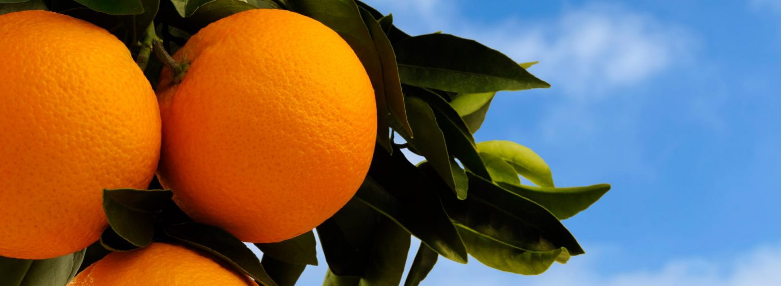 About Us Plant Food Systems